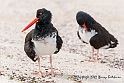 3685 American Oyster Catcher